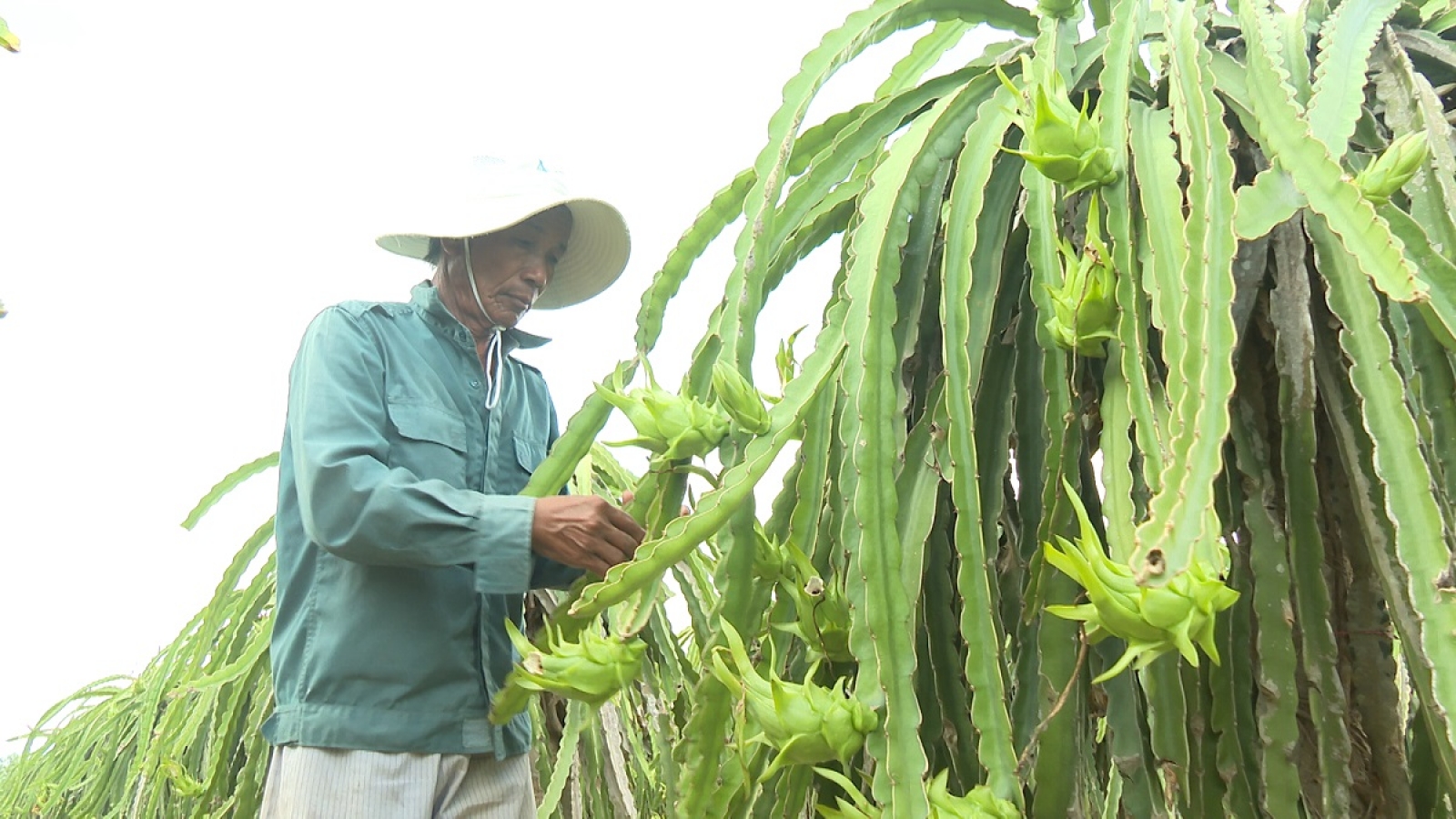 Cựu chiến binh người Chăm ở Lâm Đồng vượt khó làm giàu